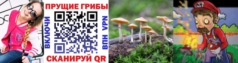 дарнет шоп  Суровикино  Псилоцибиновые грибы мухоморы 